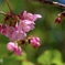 みなとみらいの桜