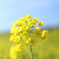Spring has come
