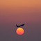 夕日より