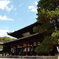 黄檗宗萬福寺大雄寶殿と松