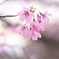 雅桜