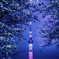桜　東京