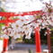 冠稲荷神社　桜