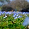 公園に咲く花