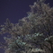 夜桜