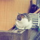 のらねこよこがお