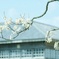 白梅咲きました
