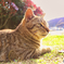 公園に居る外猫
