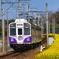 菜の花と鉄道