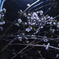 夜桜