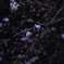 夜桜