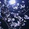 夜桜
