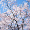 六義園のしだれ桜　Ⅱ