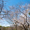 代々木公園の桜2020