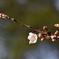 桜　咲き始め　その１