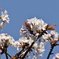 桜　咲き始め　その３