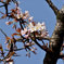 桜　咲き始め　その５