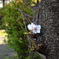 桜　咲き始め　その６