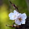 桜　咲き始め　その７