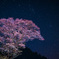 星夜に咲く輿一桜