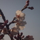TAMRON 28-50mm F3.5-4.5 CF MACRO(07A)