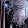 桜、並木道