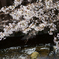 桜-3