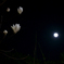 夜花-1
