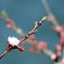 桜満開はもう少し