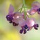 アケビの花