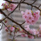 桜とビル
