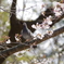 桜バト