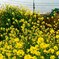菜の花