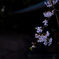 枝垂桜