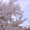 桜から覗くビル