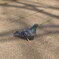 HATO