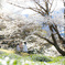 竹原の淡墨桜
