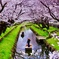 新河岸川の桜