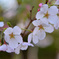 sakura1
