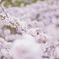 sakura2