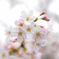 sakura3