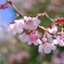 錦町公園の桜