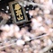 華頂山の桜