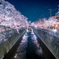 石神井川の桜2
