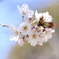 桜咲く