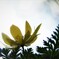 福寿草が見る空