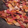 桜紅葉