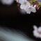 染井吉野が咲き始めました