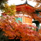 紅葉の瀬戸内
