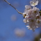 桜2020-2